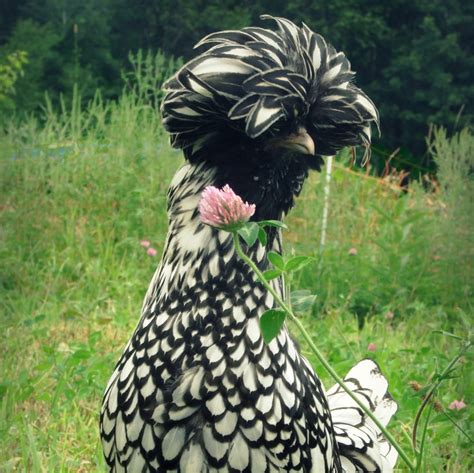 crested hen farms|polish crested chicken female.